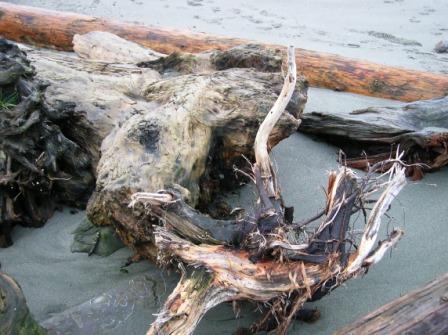 [driftwood+2.jpg]