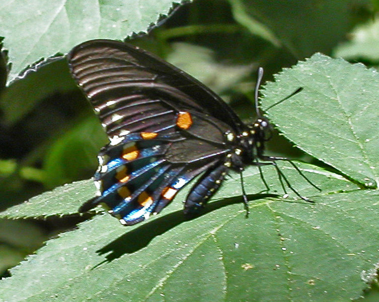 [753px-Pipevineswallowtail.JPG]