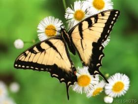 [Tiger+Swallowtail+Butterfly.jpg]