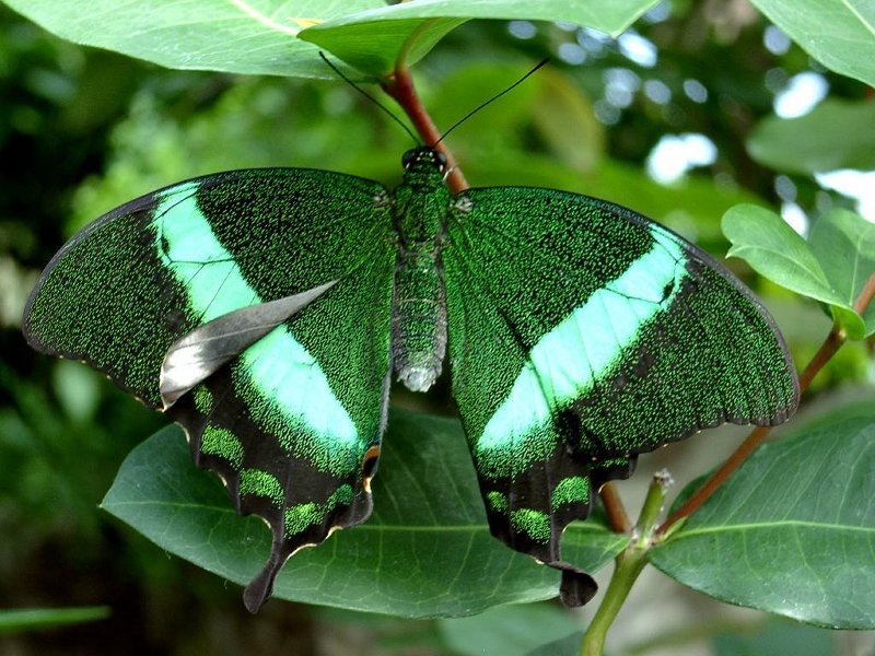 [Green+Banded+Peacock+Butterfly+_+Papilio+Palinurus.jpg]