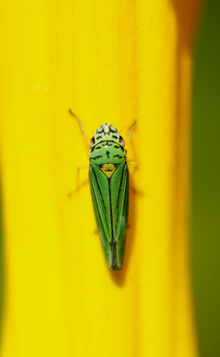 [blue-green+leafhopper+editted.jpg]
