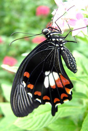 [butterfly10.jpg]