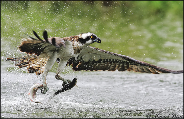 [osprey2.jpg]