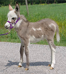 [baby+donkey.jpg]
