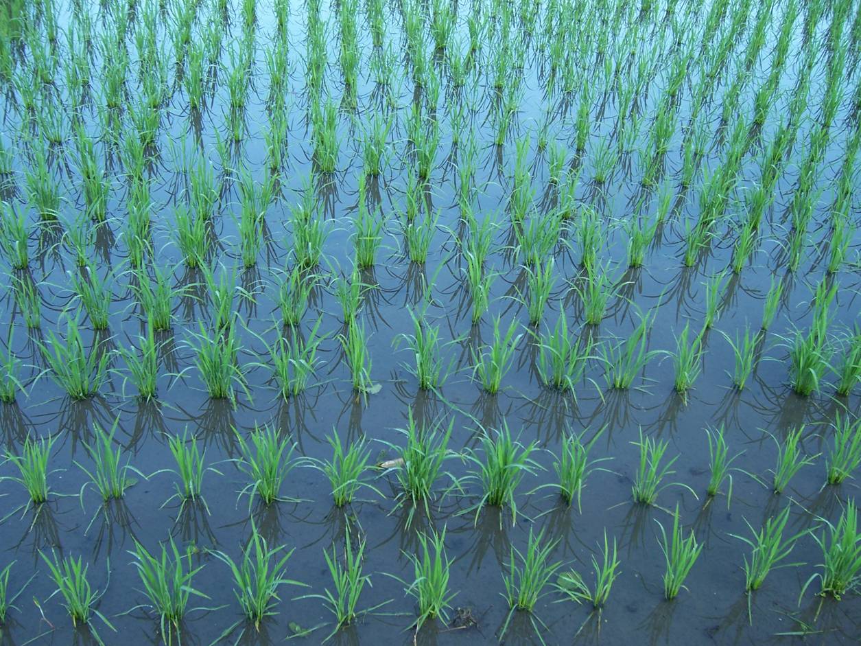 [rice+planting.jpg]