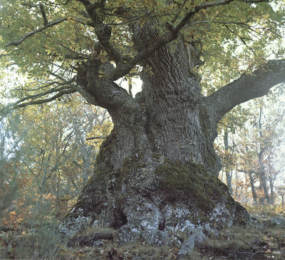Roble Albar, Aritza, Quercus robur. Roble+i