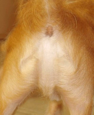 [jesus+dog+ass.jpg]