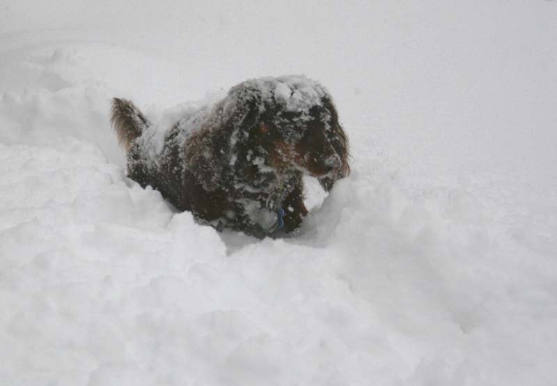 [0114.emma+snow+dog.jpg]
