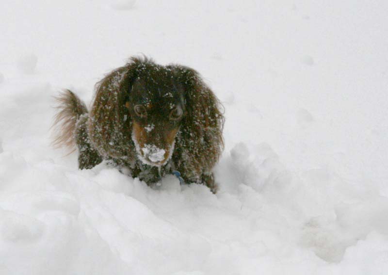 [0094.emma+snow+dog.jpg]