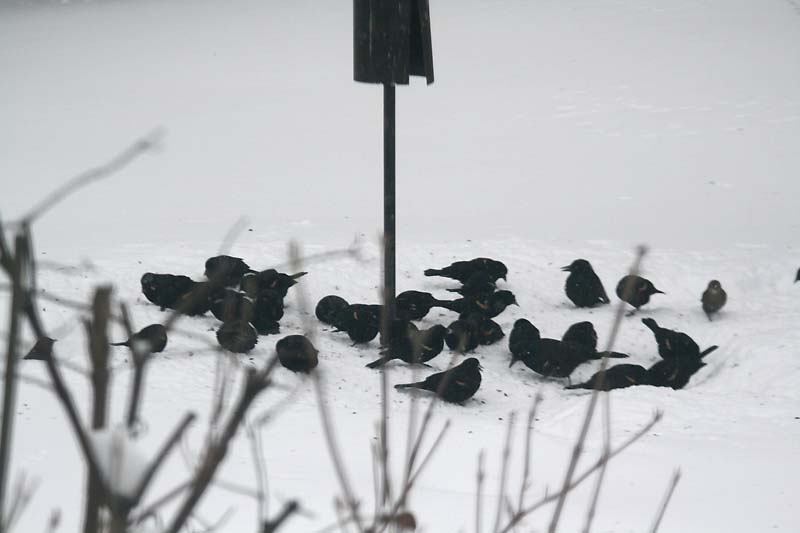 [0134.ohio+blizzard+'08.blackbirds.jpg]
