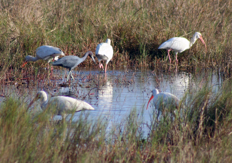 [4505.little+blue+heron.white+ibis.jpg]