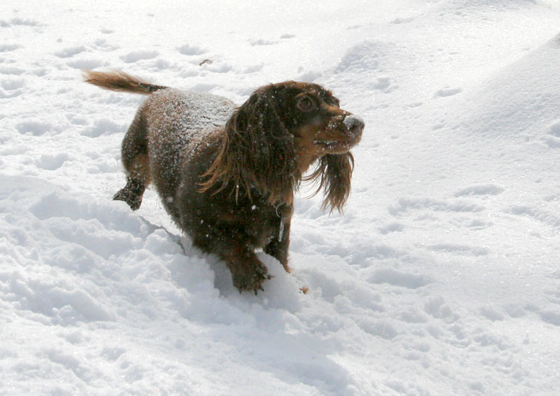 [5095.emma+snow+dog.jpg]