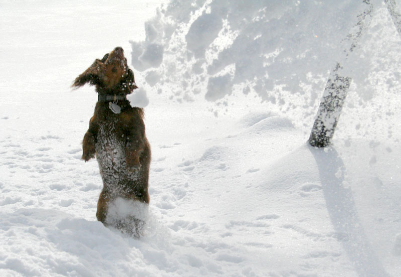 [5096.emma+snow+dog.jpg]