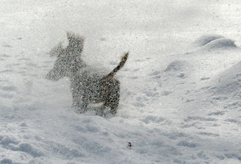 [5098.emma+snow+dog.jpg]