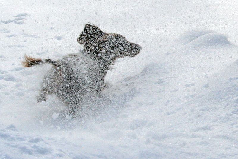 [5106.emma+snow+dog.jpg]