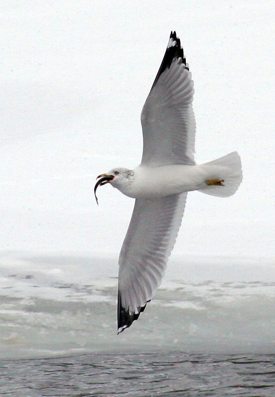 [5252.gull.flight.fish.jpg]