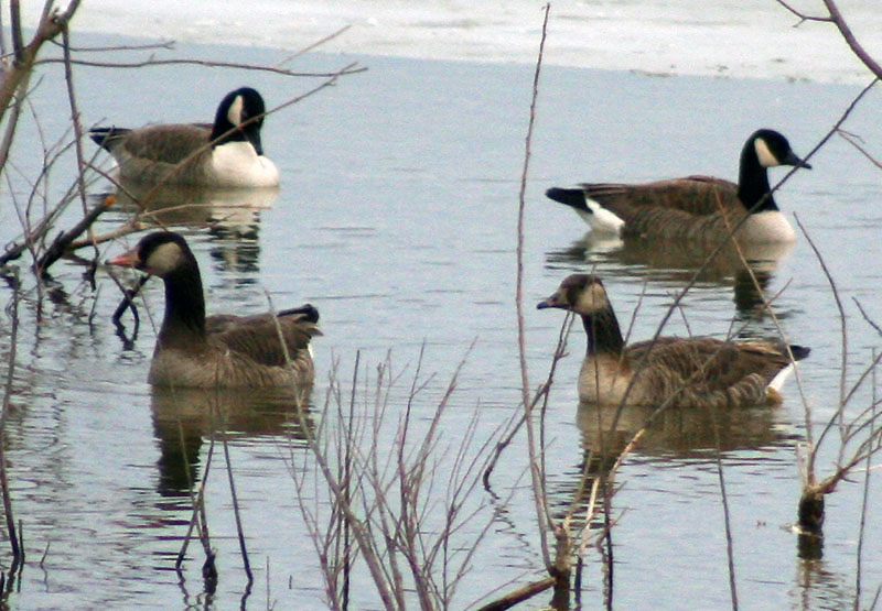 [6023.geese.what+are+they.jpg]