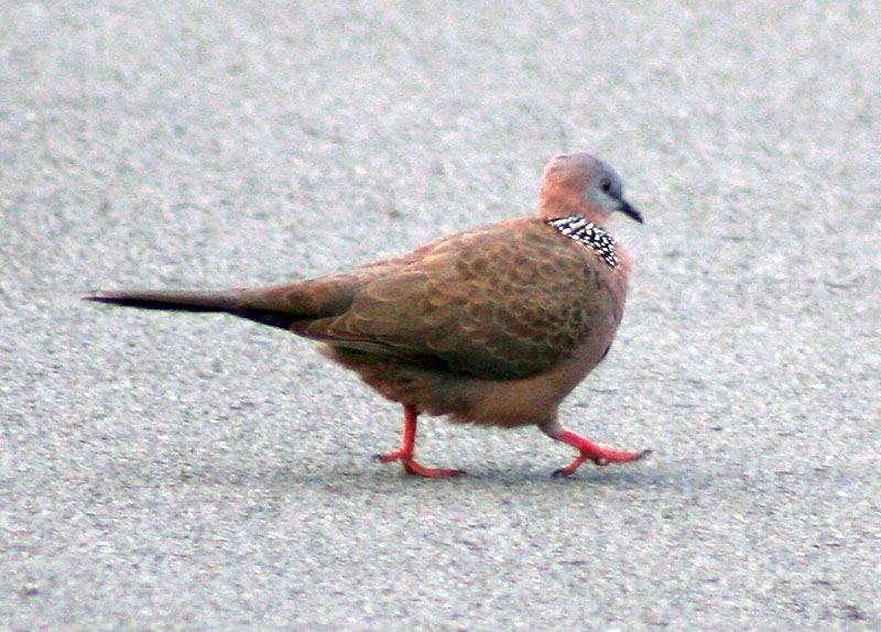 [6304.spotted+dove.jpg]