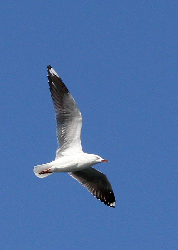 [8934.silver+gull+in+flight.jpg]
