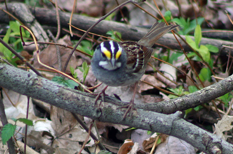 [9739.white-throated+sparrow.jpg]