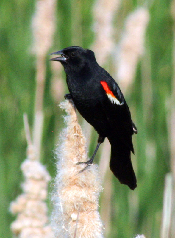 [0595.red-winged+blackbird.jpg]
