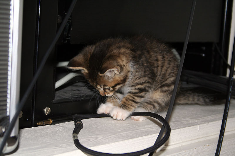[0626.aisling.kitten+and+wires.jpg]