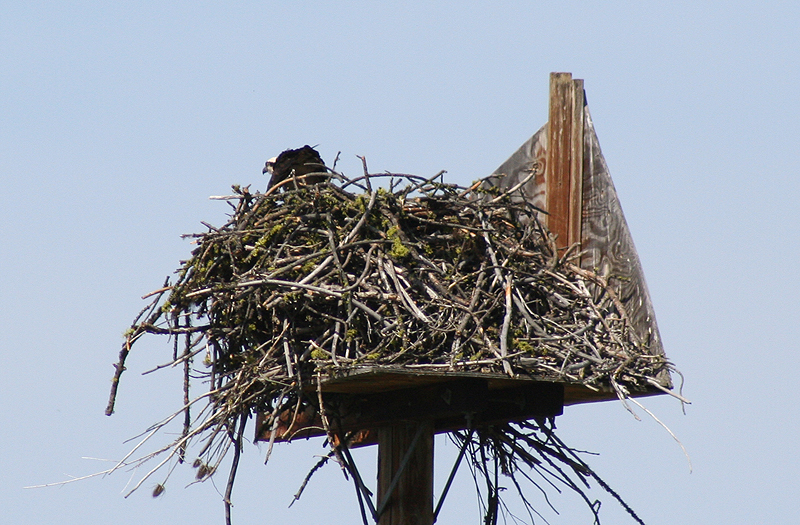[2187.eastern+oregon.osprey+nest.jpg]