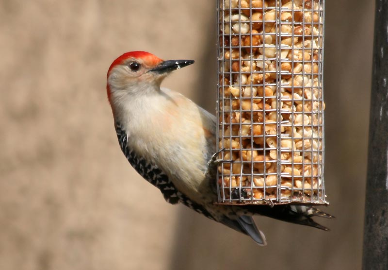 [0665.highbanks.red-bellied+woodpecker.jpg]