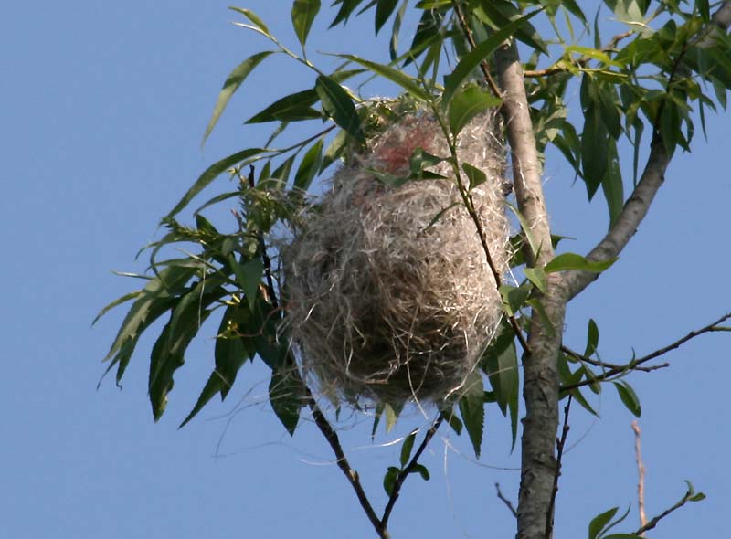 [1400.kiwanis.oriole+nest.jpg]