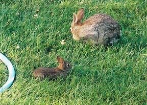 [bunnies2.jpg]