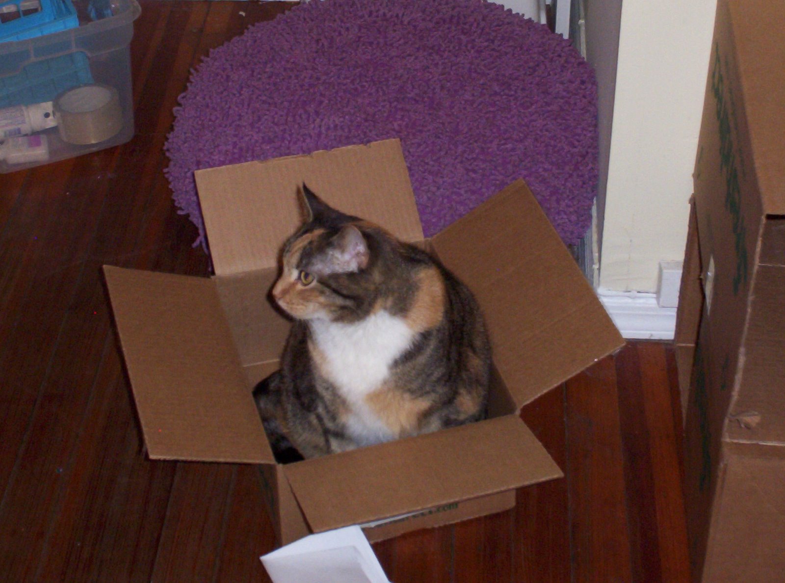 [box+kitty+2.JPG]