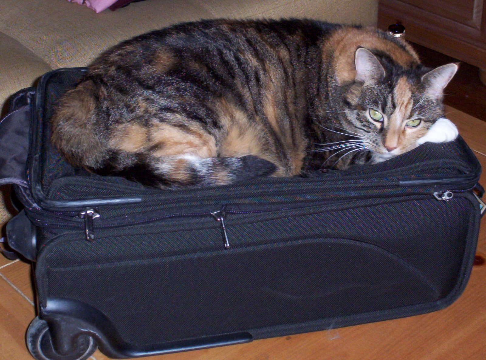 [suitcase+kitty.JPG]