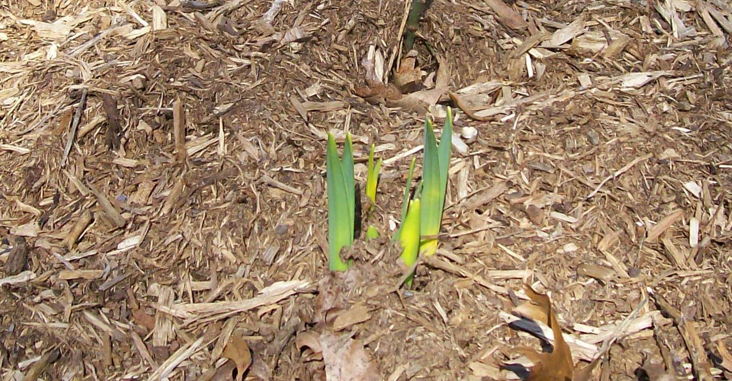[Daffodils!.jpg]