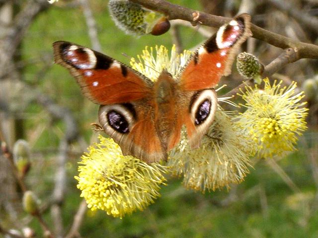 [spring+peacock+butterfly.jpg]