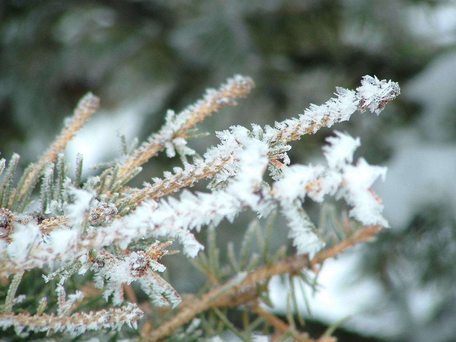 [delicate-snowy-pine.jpg]