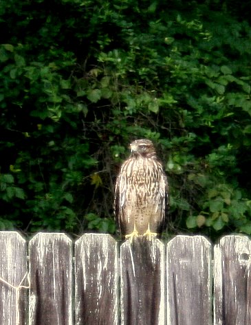 [Hawk+on+fence.jpg]