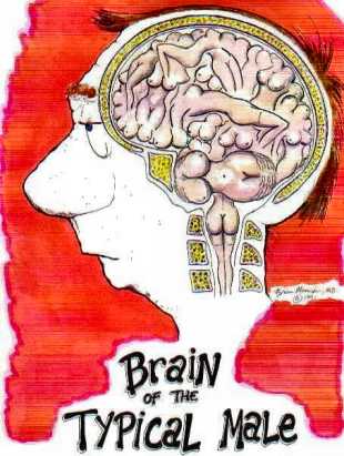 [brain+of+typical...................................+male+.jpg]