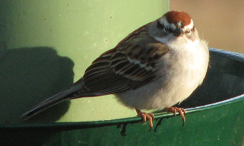 [chipping+sparrow.jpg]
