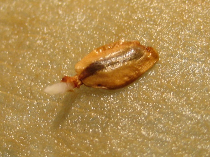 [first_germinating_seed_close-up.jpg]