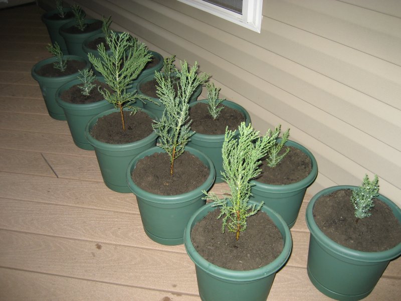 [sequoia_seedlings_in_pots_row-5.jpg]