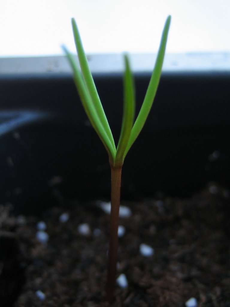 [2007-05-30+-+seed_15+-+sprout+facing+upwards.jpg]
