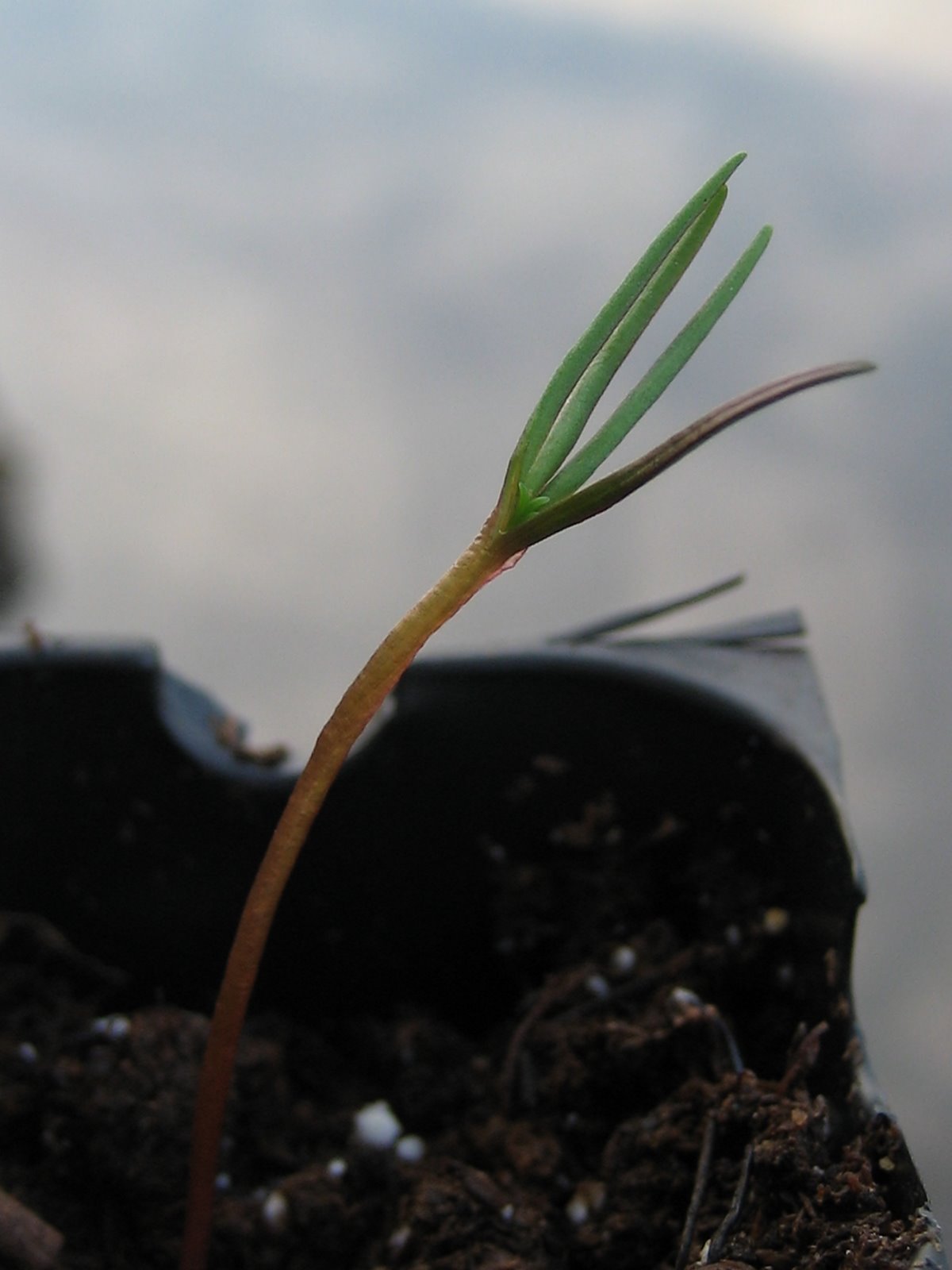 [2007-05-22+-+seed_4+-+cotyledons+from+side.jpg]
