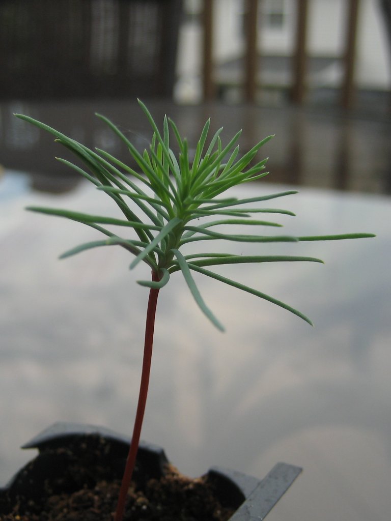 [2007-07-13+-+seed_6+-+secondary+leaves+and+stem.jpg]