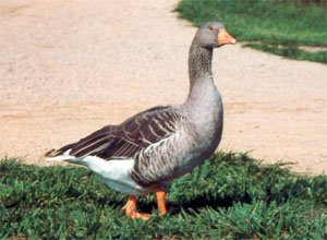 [toulouse_goose.jpg]