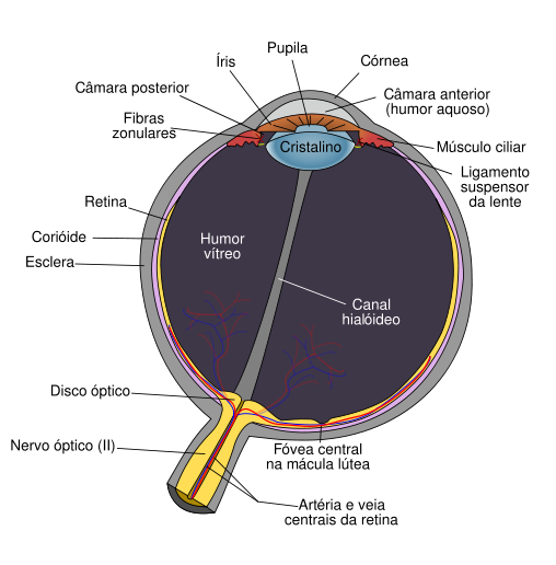 [508px-Schematic_diagram_of_the_human_eye_pt.svg.png]
