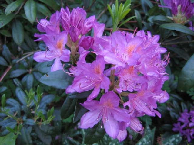 [Purple+Rhododendron.JPG]