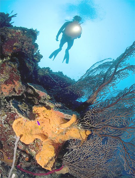 [Corals.jpg]