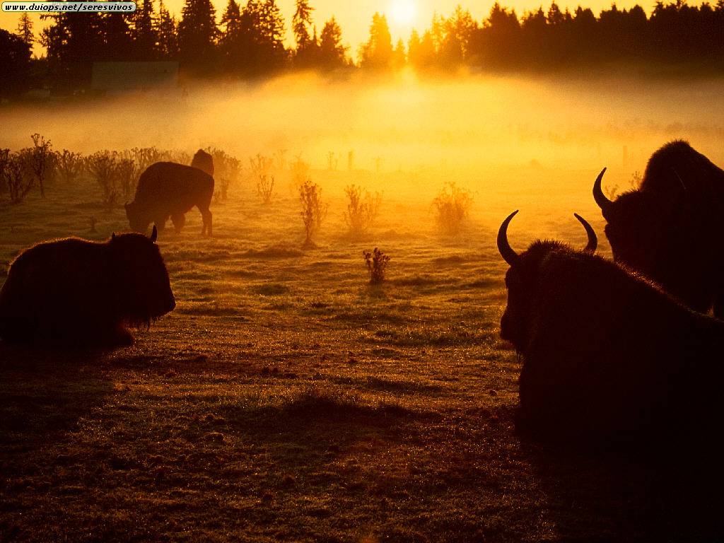 [460099 - Buffalo at sunrise, Washington State.jpg]
