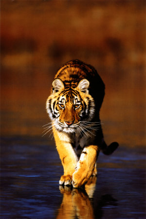 [2400-1240~Tiger-Walking-Posters.jpg]