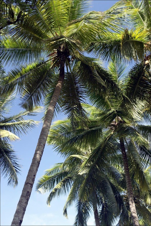 [la-savane-palm-trees.jpg]